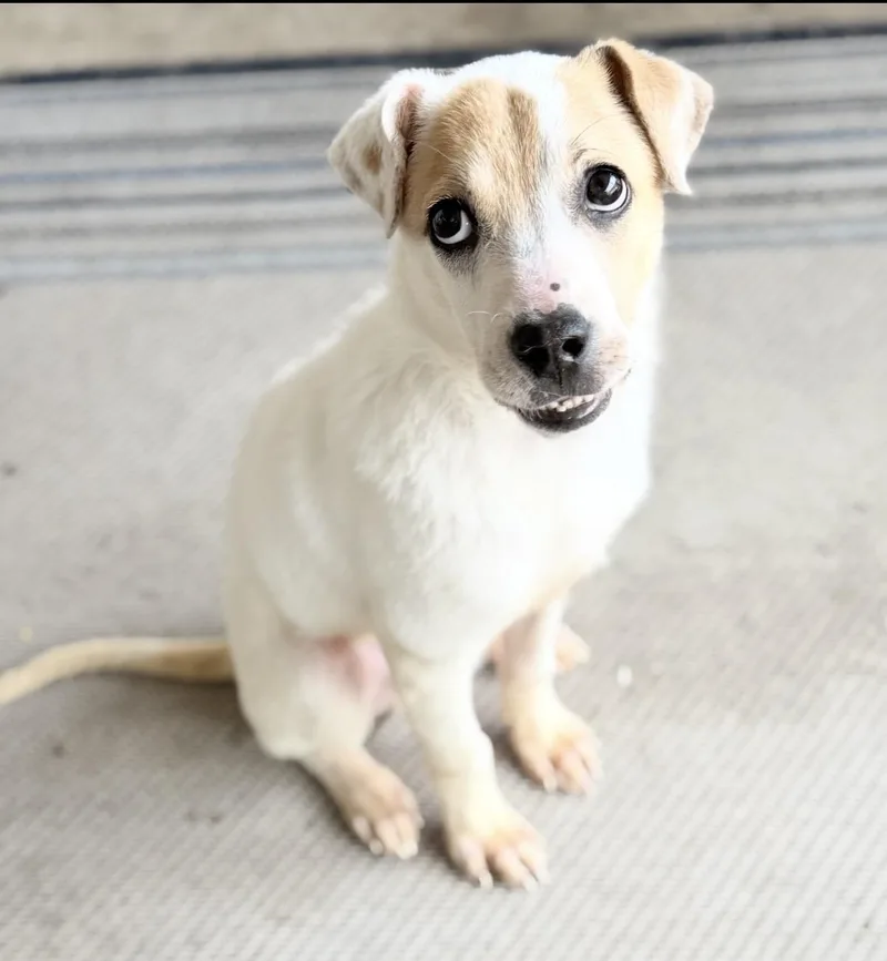 Finnegan thumbnail 2