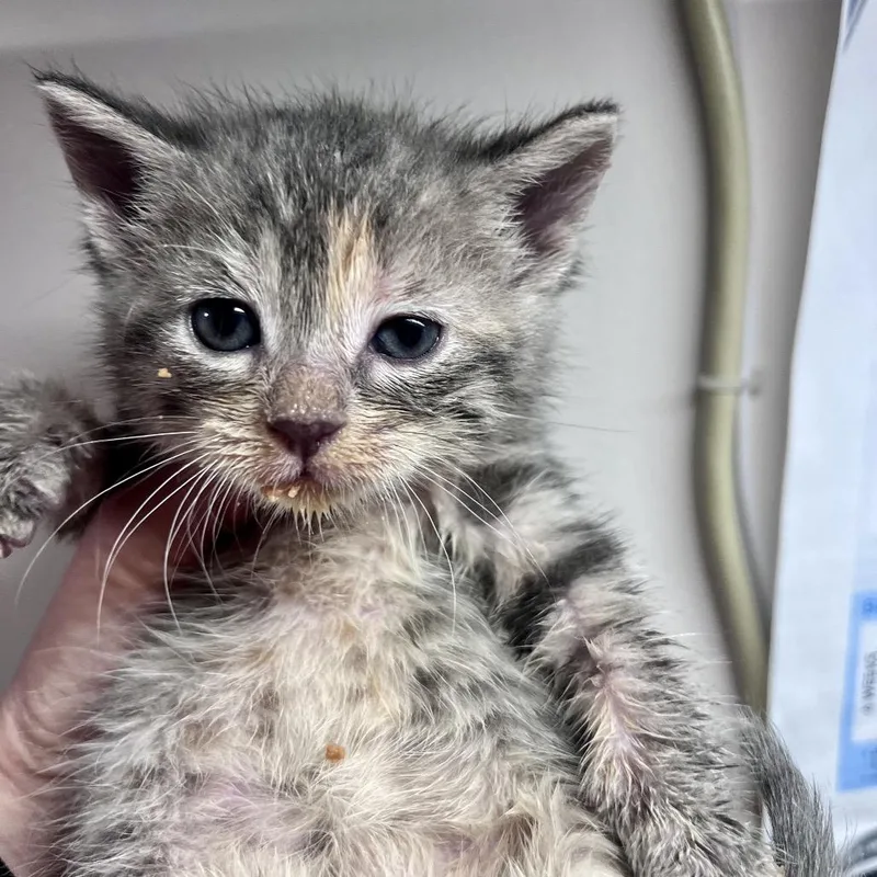 A baby small-sized female Lilac Point Domestic Short Hair cat named Cubbie for adoption in Chicago, IL