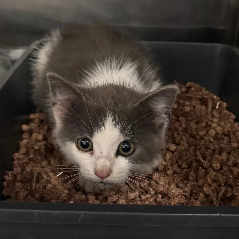 A baby small-sized male Gray / Blue / Silver Domestic Short Hair cat named Gus Gus for adoption in Marion, VA