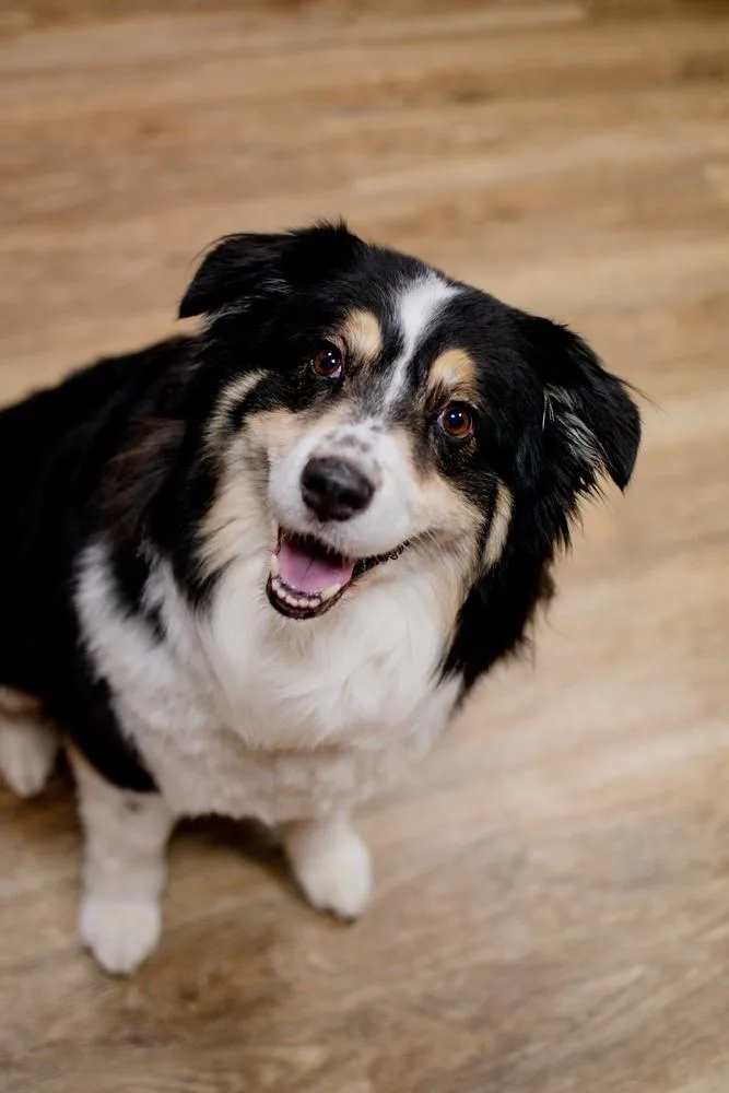 An adult large-sized female Tricolor (Brown, Black, & White) Australian Shepherd dog named Lola for adoption in Frankfort, NY