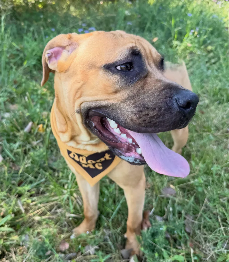A young extra large-sized male Bicolor Mastiff dog named Toby for adoption in Lebanon, TN