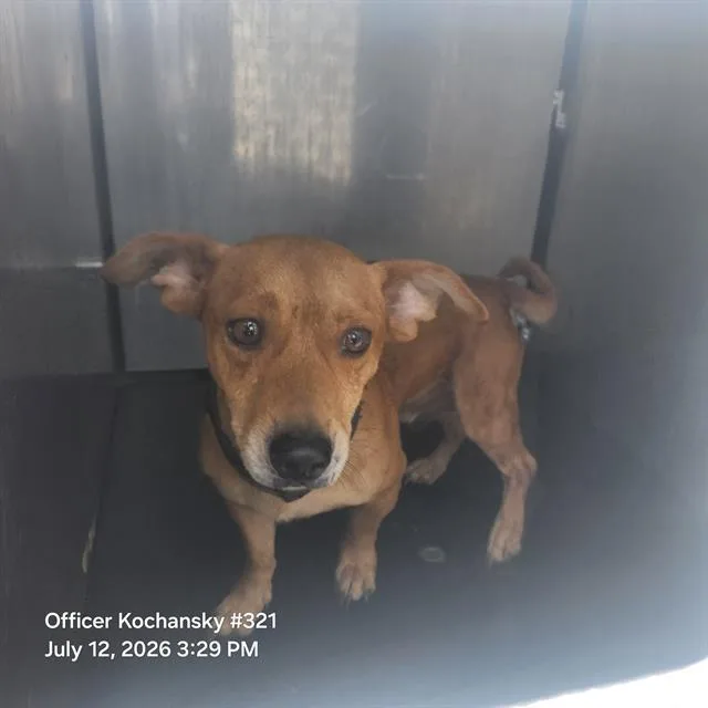 An adult small-sized male Chihuahua dog named Harlow for adoption in San Antonio, TX