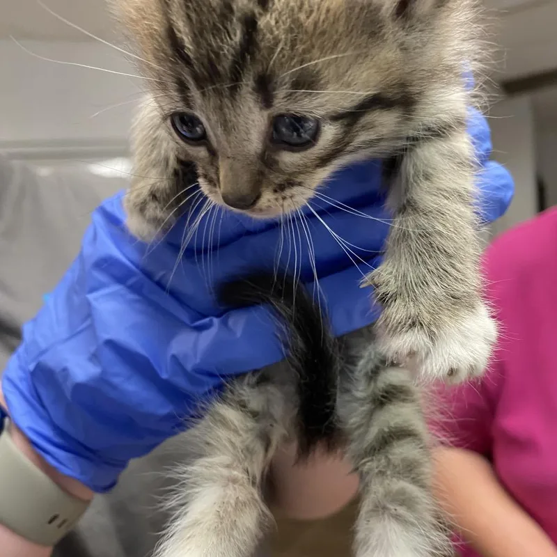 A baby small-sized female Brown / Chocolate Domestic Short Hair cat named Fairy for adoption in Columbus, GA