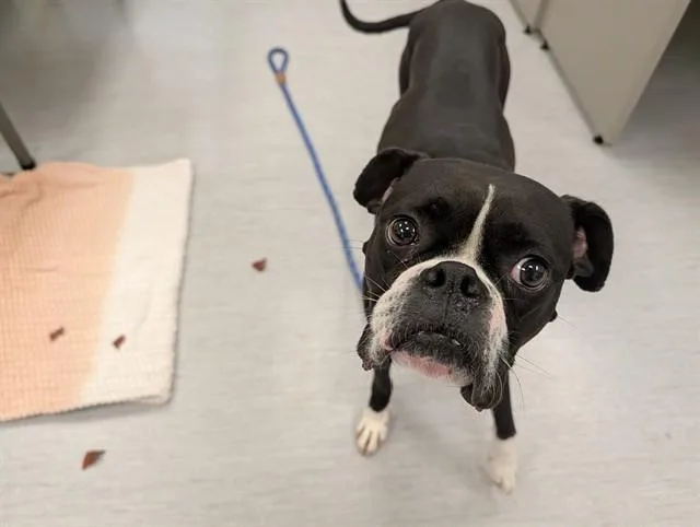 A young medium-sized female Boxer dog named Sadie for adoption in Colorado Springs, CO