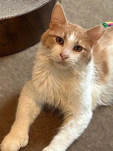 Rupert & Hedwig: Medium thumbnail 2