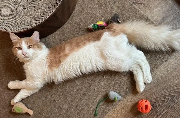 Rupert & Hedwig: Medium thumbnail 4