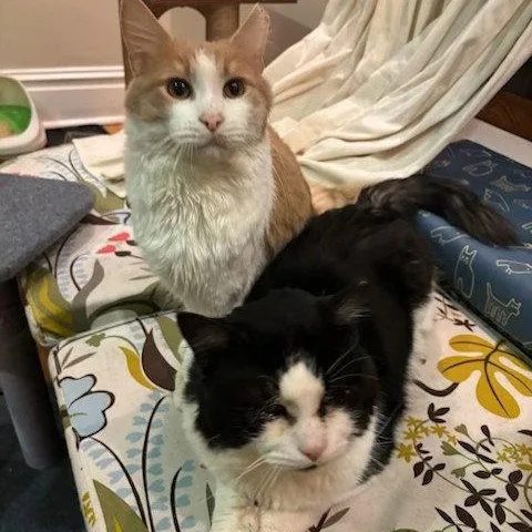 Rupert & Hedwig: Medium