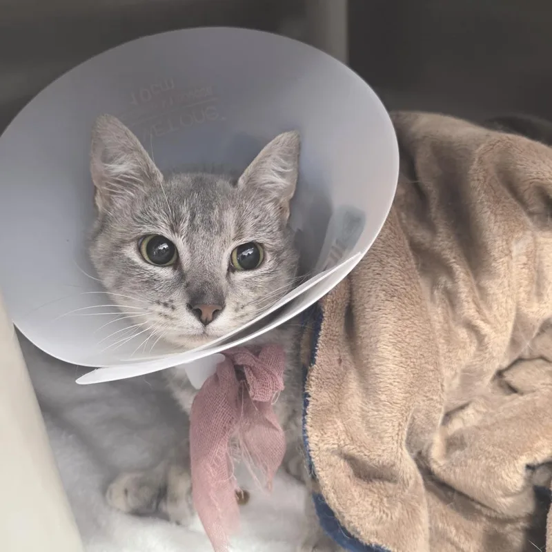 An adult medium-sized female Gray / Blue / Silver Domestic Short Hair cat named Bobbie for adoption in Fort Wayne, IN