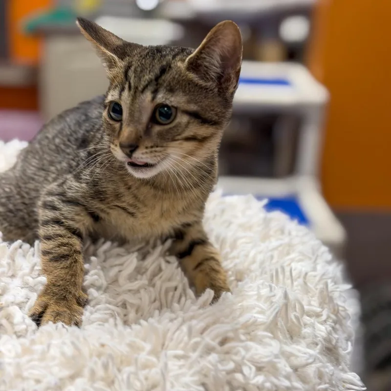 A baby small-sized male Brown / Chocolate Domestic Short Hair cat named Tommy Devito for adoption in Gainesville, GA