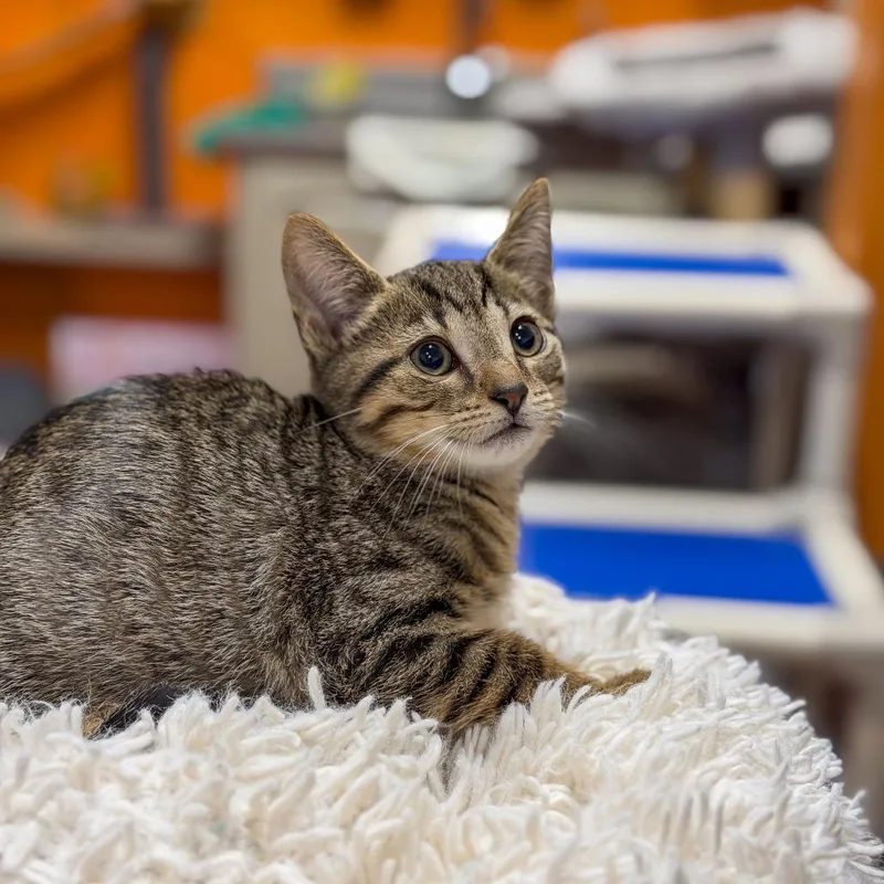 Tommy Devito thumbnail 2