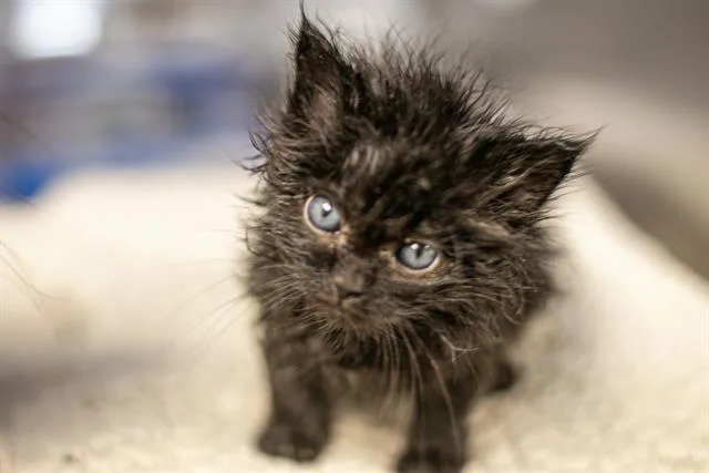 A baby small-sized male Domestic Long Hair cat named Kitbo for adoption in Charlotte, NC