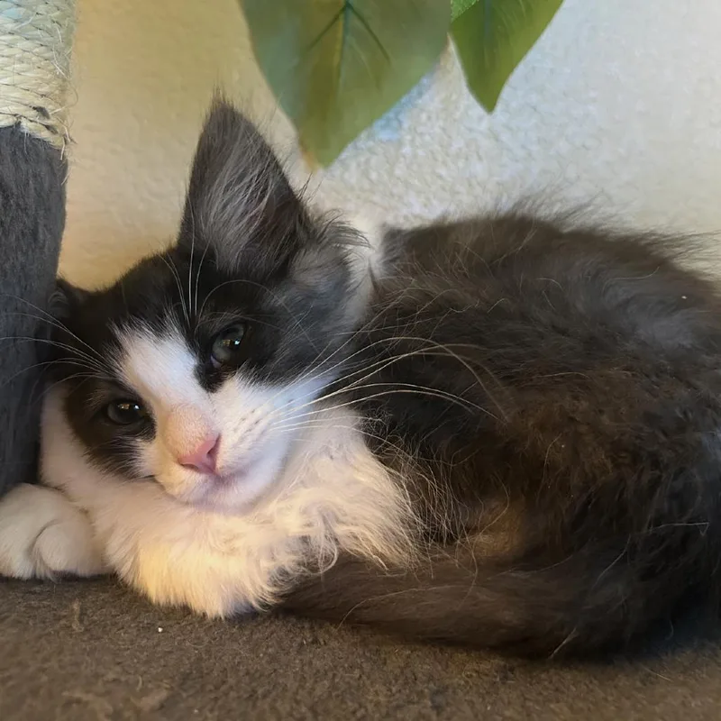 Zeus
