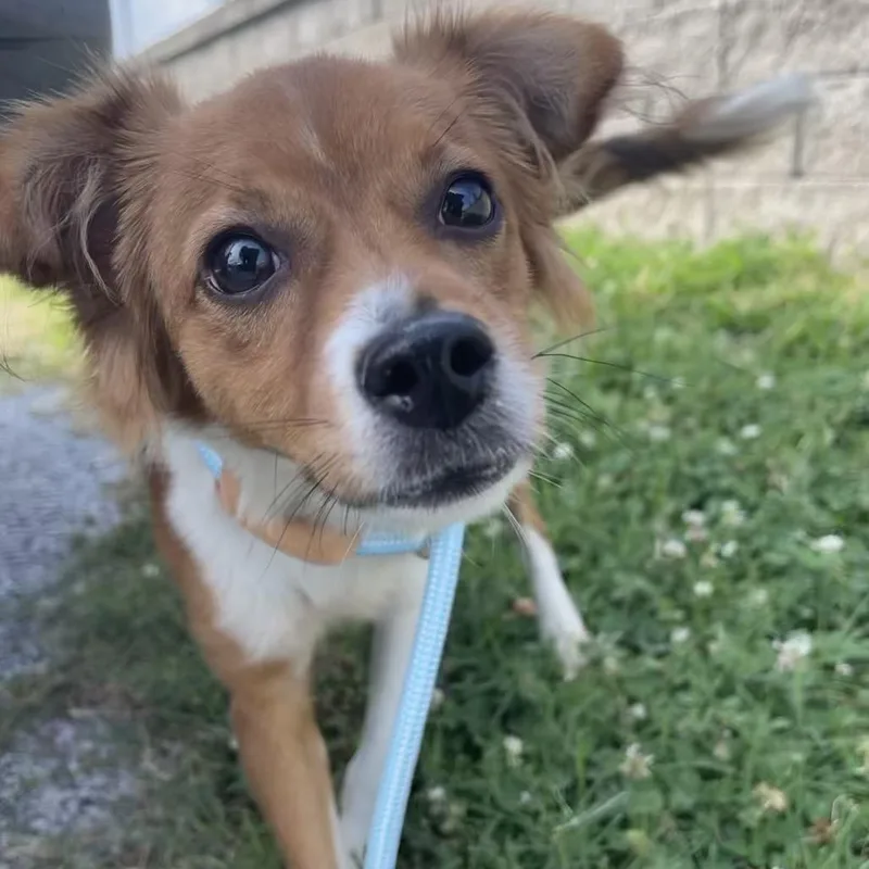 A young small-sized male White / Cream Mixed Breed dog named Luke for adoption in Saint Charles, MO