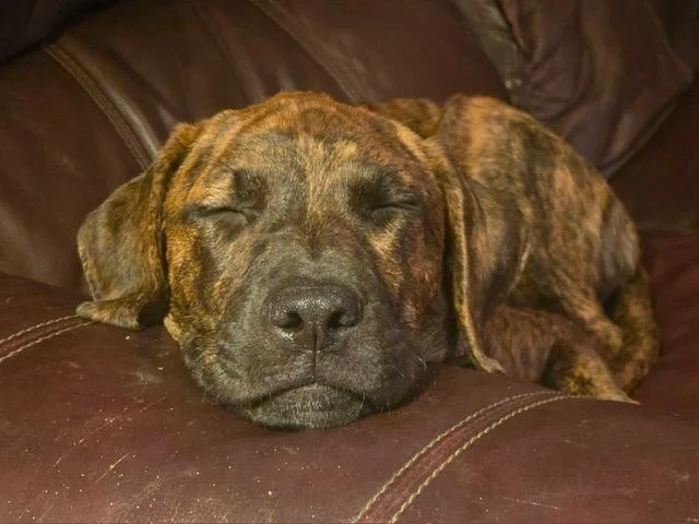 Bailey thumbnail 2