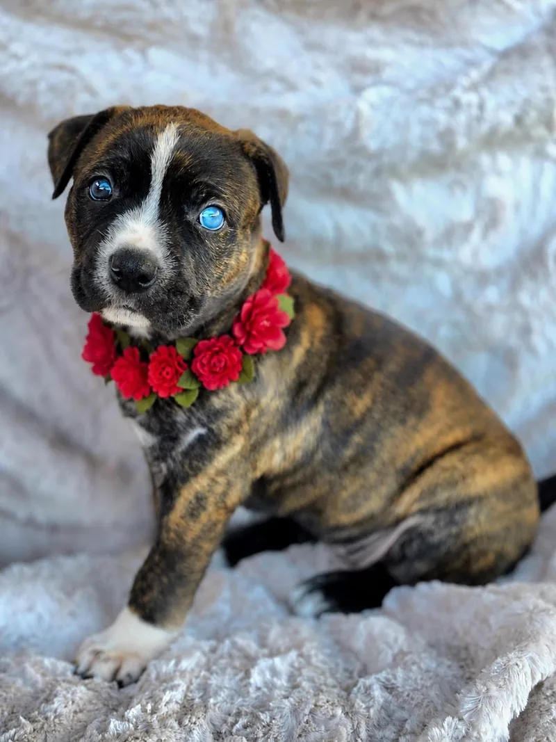A baby medium-sized female Brindle American Staffordshire Terrier dog named Elektra for adoption in Corona Del Mar, CA