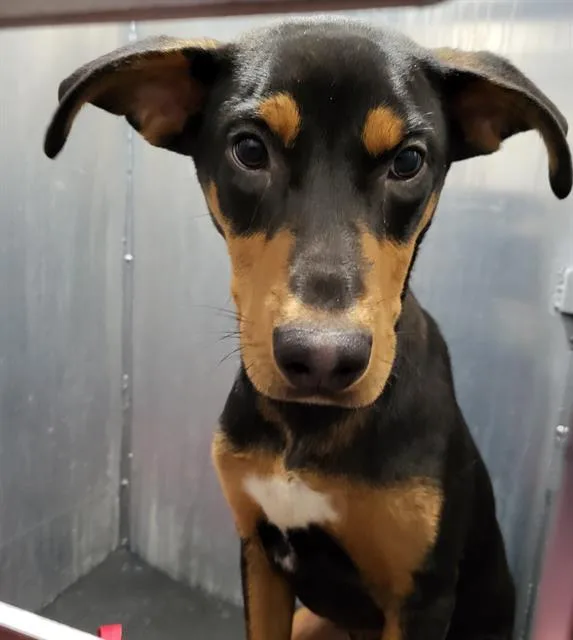 A young medium-sized male Doberman Pinscher dog named Chicago for adoption in San Antonio, TX