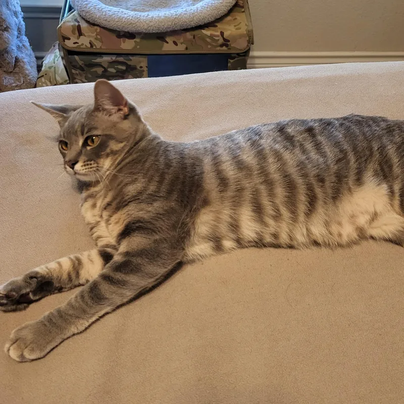 A baby medium-sized male Tabby (Gray / Blue / Silver) Domestic Short Hair cat named Benny for adoption in Dallas, TX