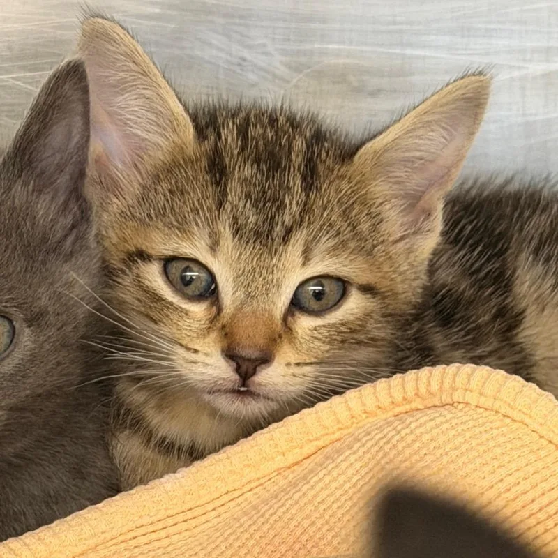 A baby small-sized female Black Domestic Short Hair cat named Darjeeling for adoption in West Palm Beach, FL