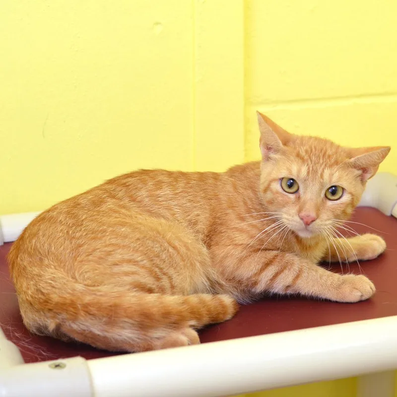 A young small-sized female Orange / Red Domestic Short Hair cat named Banana Pudding for adoption in Sanford, FL