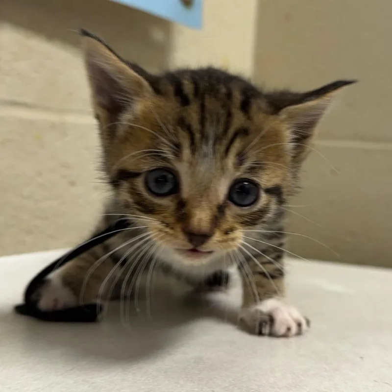 A baby small-sized male Brown / Chocolate Domestic Short Hair cat named Biscat for adoption in Milton, FL