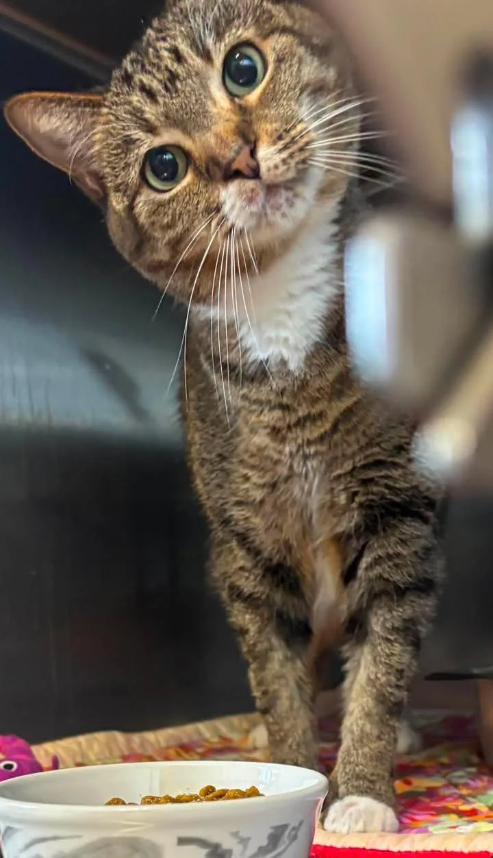 An adult large-sized female Domestic Short Hair cat named Lucy for adoption in Prineville, OR