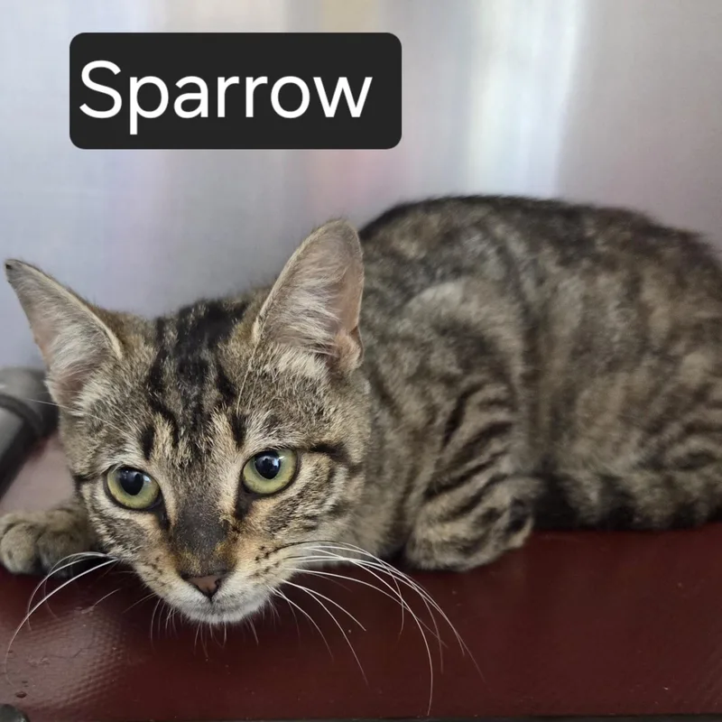 Sparrow
