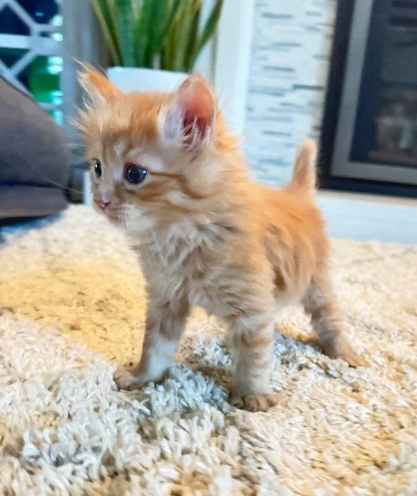 A baby small-sized male Domestic Short Hair cat named Ozzy for adoption in Salt Lake City, UT