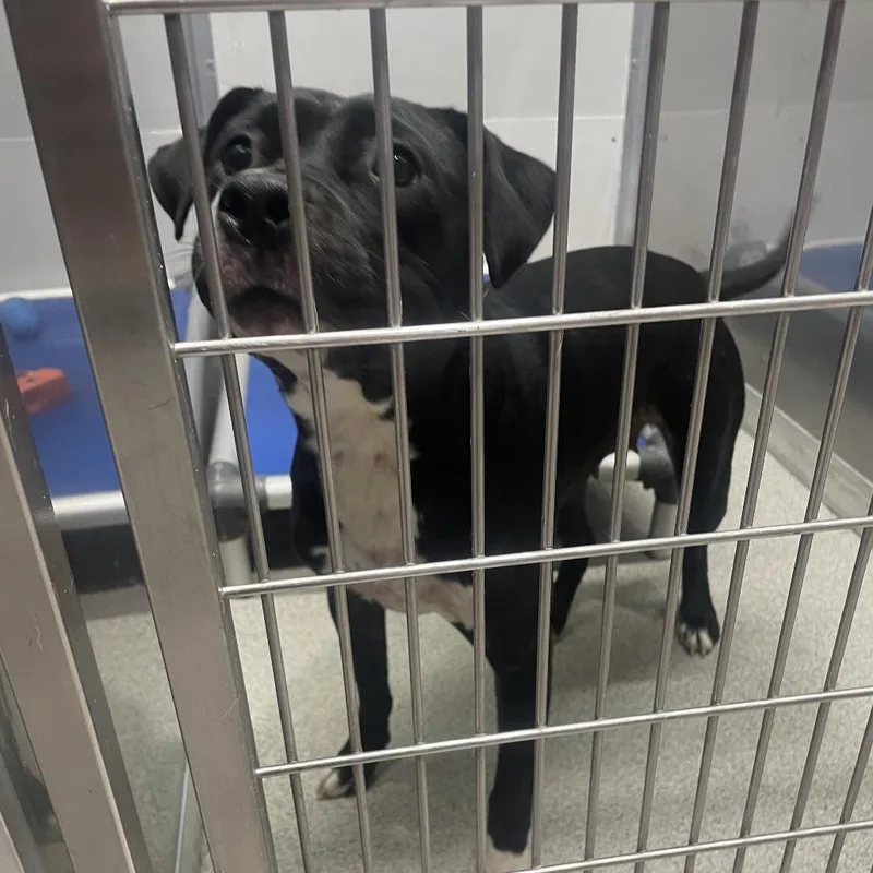 An adult medium-sized female Black Terrier dog named Sara for adoption in Tampa, FL