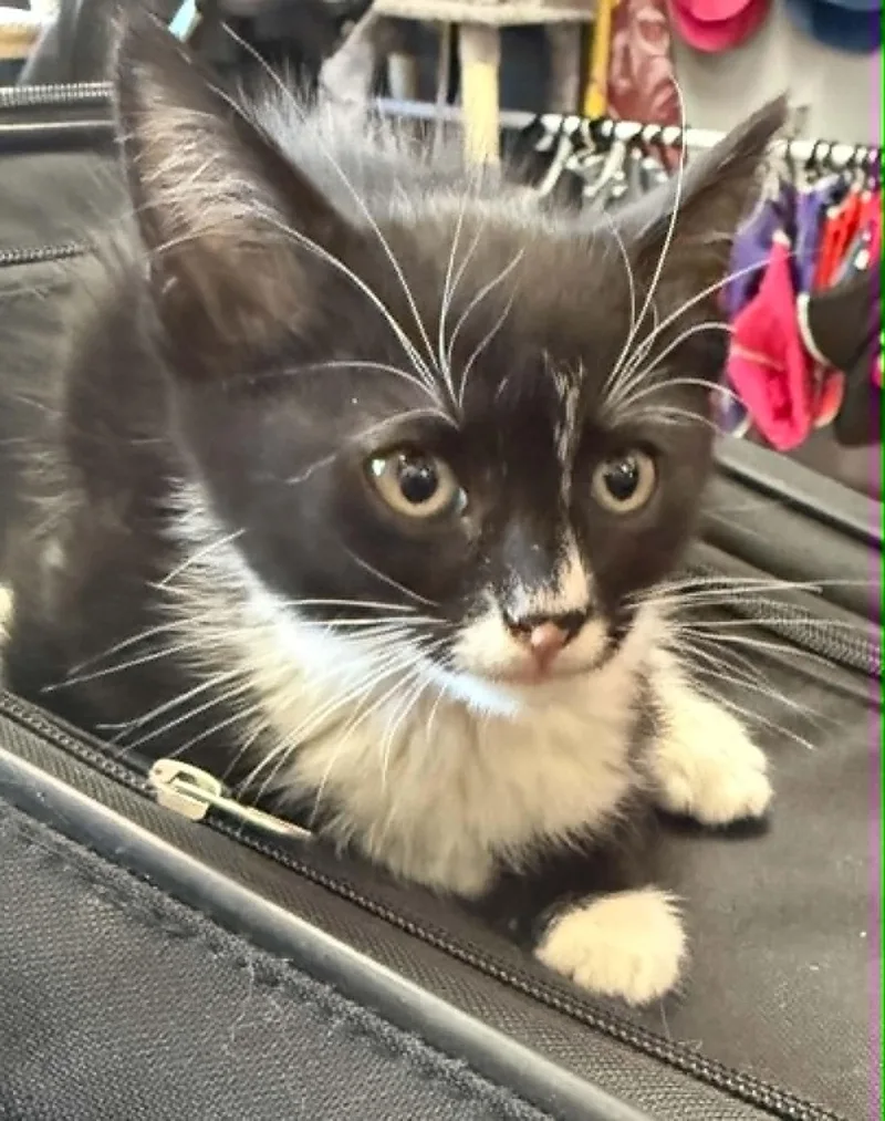 A baby medium-sized female Black & White / Tuxedo Tuxedo cat named Tuxey for adoption in Tehachapi, CA