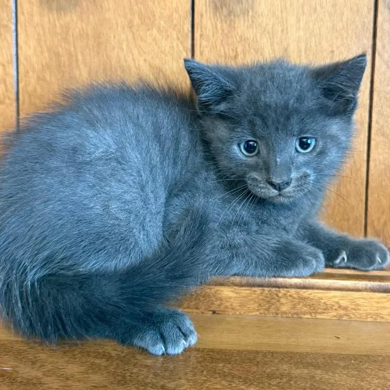 A baby medium-sized female Black & White / Tuxedo Domestic Short Hair cat named Berry Pie and JJ for adoption in Fairfax, VA