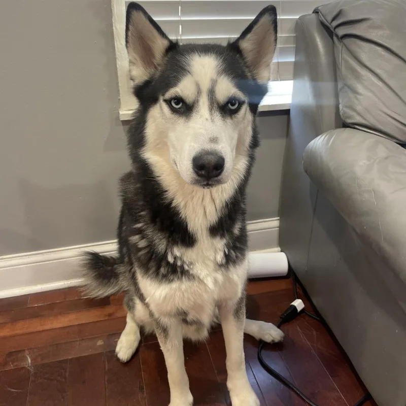 An adult small-sized male Black Siberian Husky dog named Max  Home To for adoption in South Elgin, IL