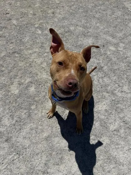 An adult large-sized male Mixed Breed dog named Brodie for adoption in Fairfax, VA