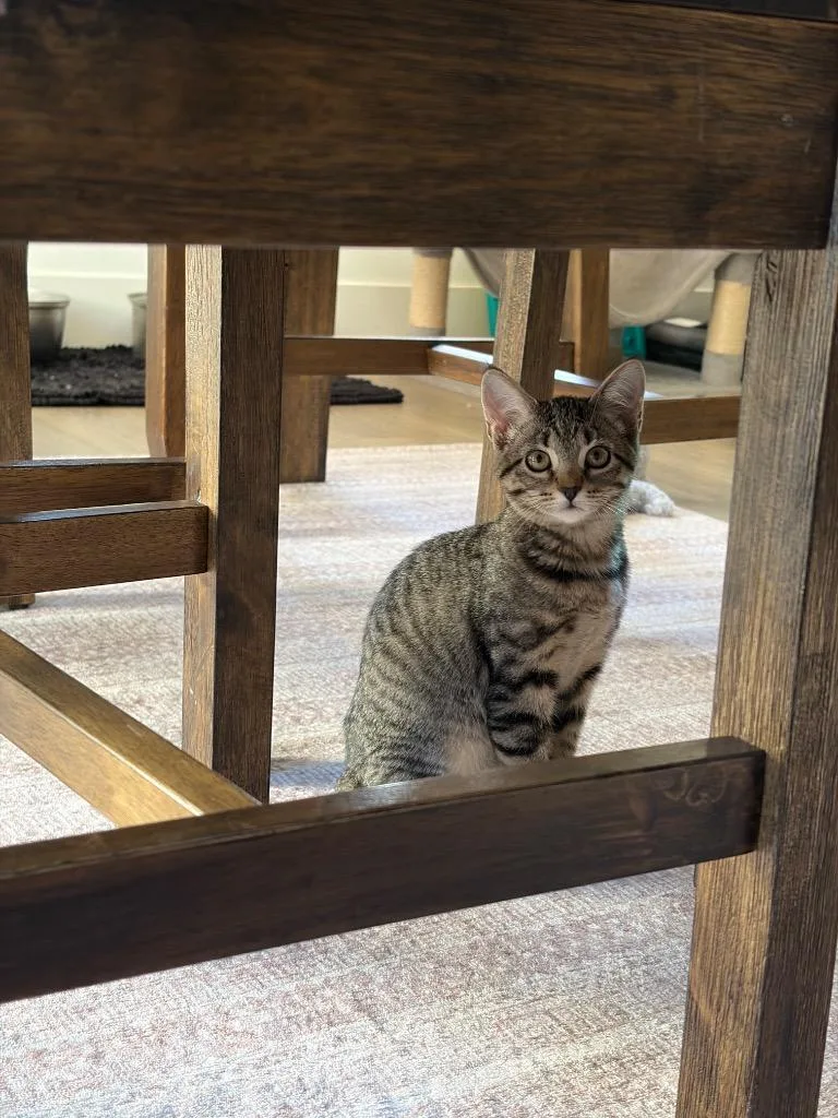 A baby medium-sized female Domestic Short Hair cat named Bean for adoption in Logan, UT