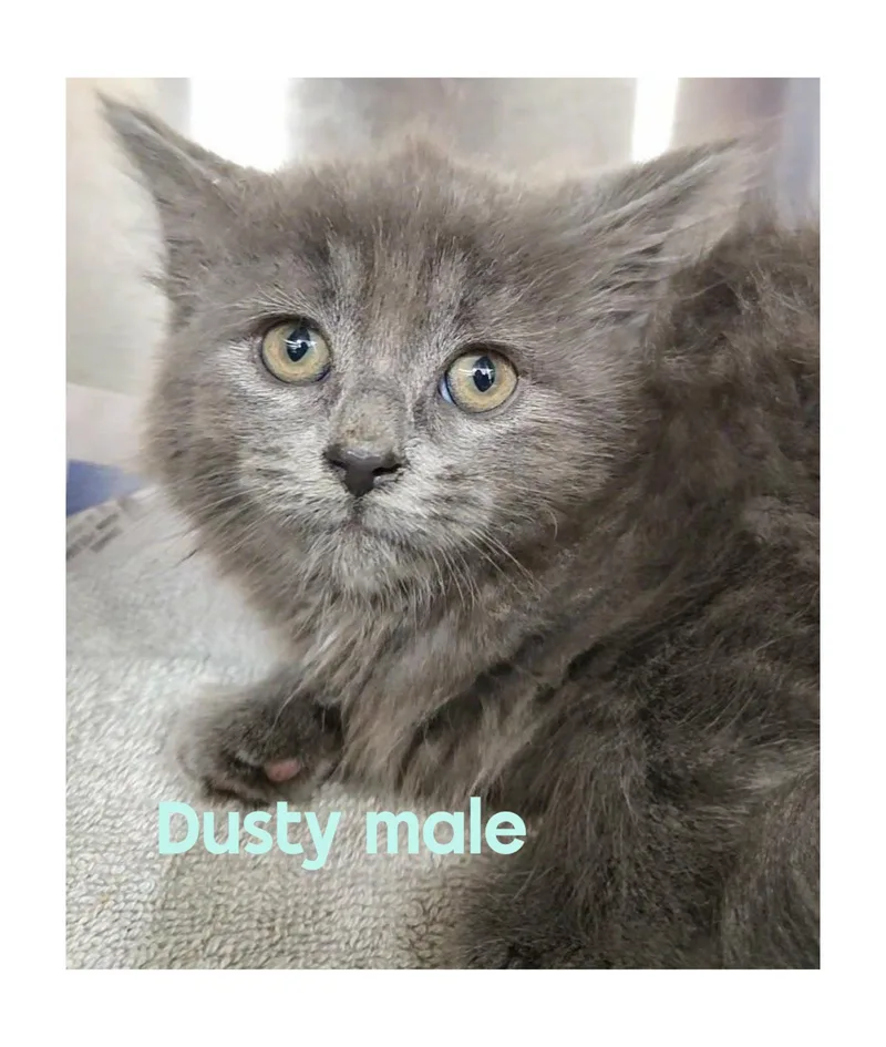 A baby large-sized male Gray / Blue / Silver Domestic Long Hair cat named Dusty for adoption in Caseville, MI
