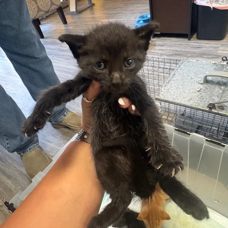 A baby small-sized male Black Domestic Short Hair cat named Paprika for adoption in Lake Jackson, TX