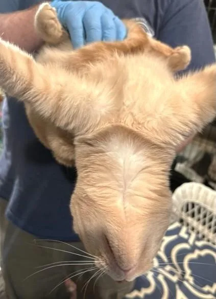 Beautiful Buffy  Bold thumbnail 2