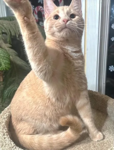 Beautiful Buffy  Bold thumbnail 3