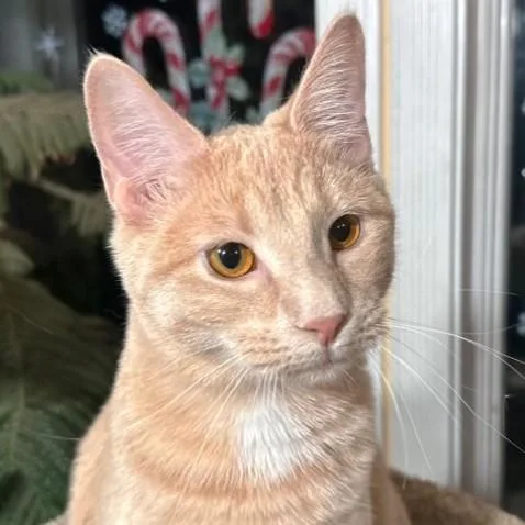 Beautiful Buffy  Bold thumbnail 4