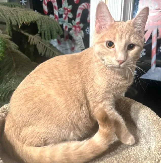 Beautiful Buffy  Bold thumbnail 5