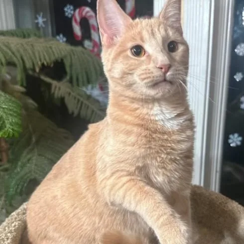 Beautiful Buffy  Bold thumbnail 6