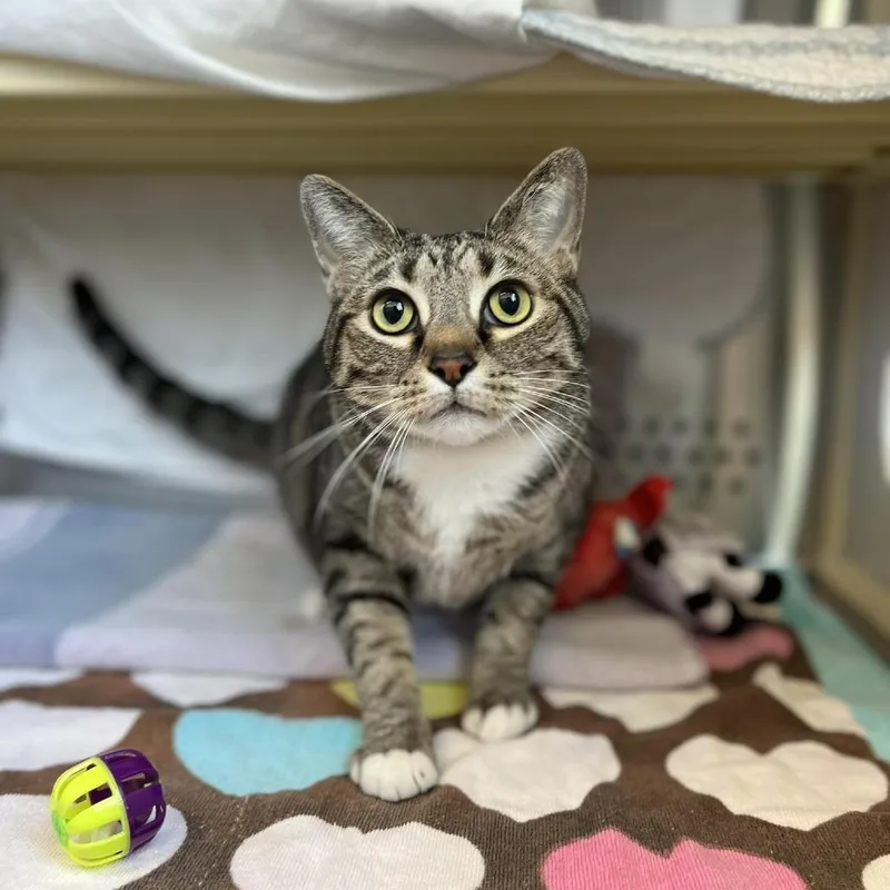 A senior extra large-sized male Brown / Chocolate Domestic Short Hair cat named Weston for adoption in Roanoke, VA