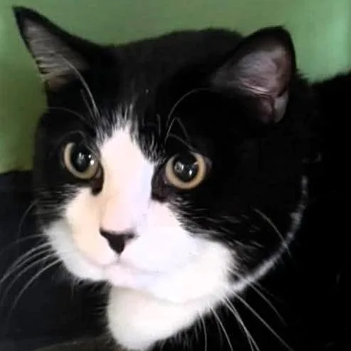 An adult large-sized male Black Domestic Short Hair cat named Big Mac for adoption in Shawnee, KS