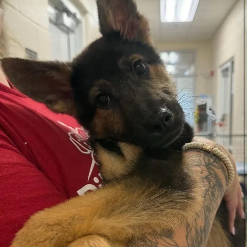 A baby small-sized male Black German Shepherd Dog dog named Zuzu for adoption in Stephens City, VA