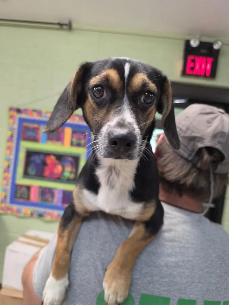 A young medium-sized female Beagle dog named Lou Lou for adoption in Burnsville, NC