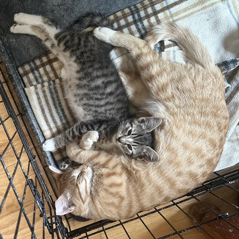 A baby medium-sized female Tabby (Brown / Chocolate) Domestic Short Hair cat named Sky for adoption in Sunnyside, WA