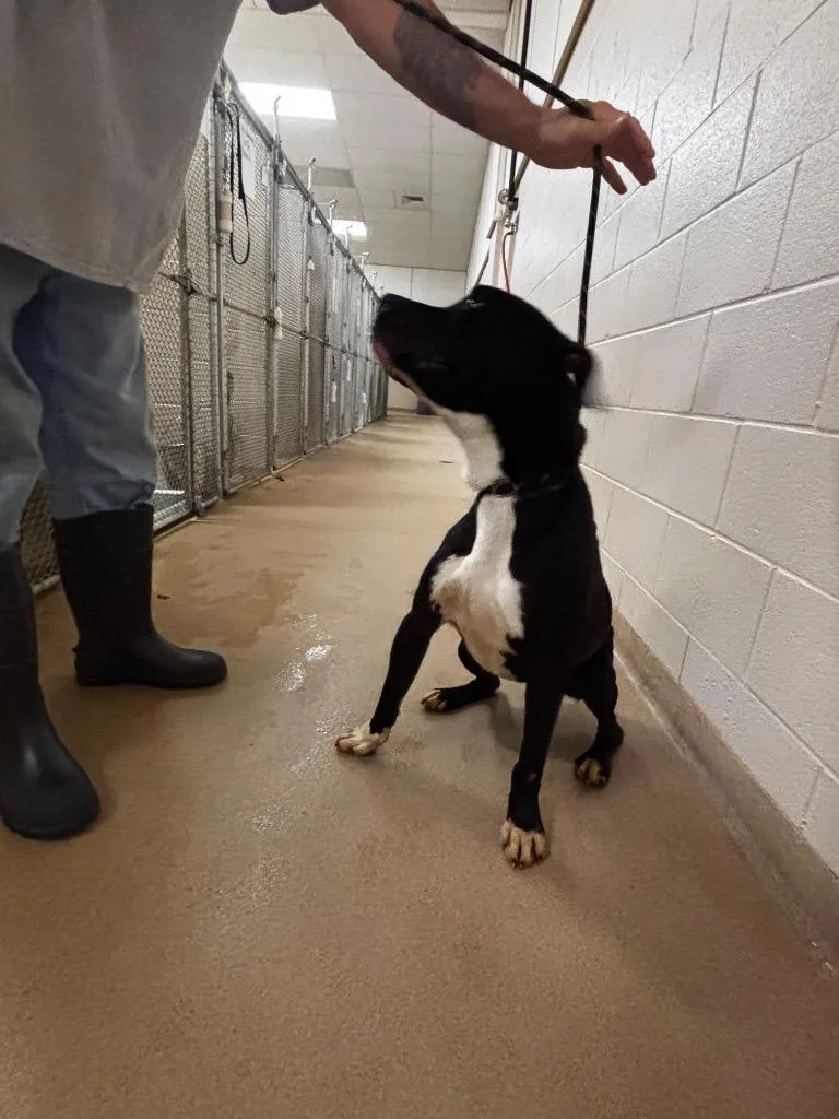 A young large-sized male Pit Bull Terrier dog named Baloo for adoption in Lima, OH
