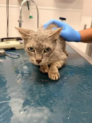 A senior medium-sized female Domestic Short Hair cat named Teensie for adoption in Gastonia, NC