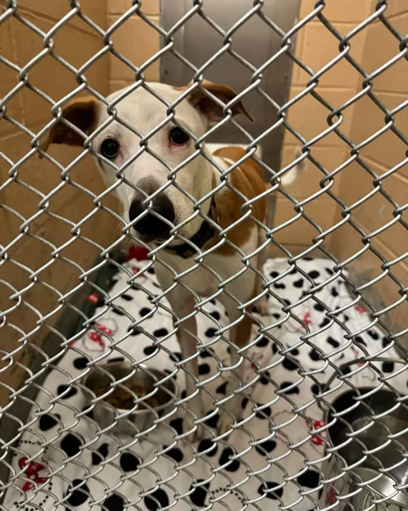 An adult medium-sized male Golden Hound dog named Poi for adoption in Bloomfield, NJ