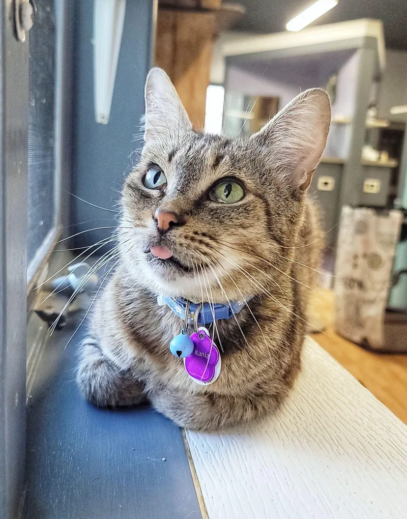 An adult medium-sized female Tabby (Brown / Chocolate) Domestic Short Hair cat named Titania for adoption in Grand Rapids, MI