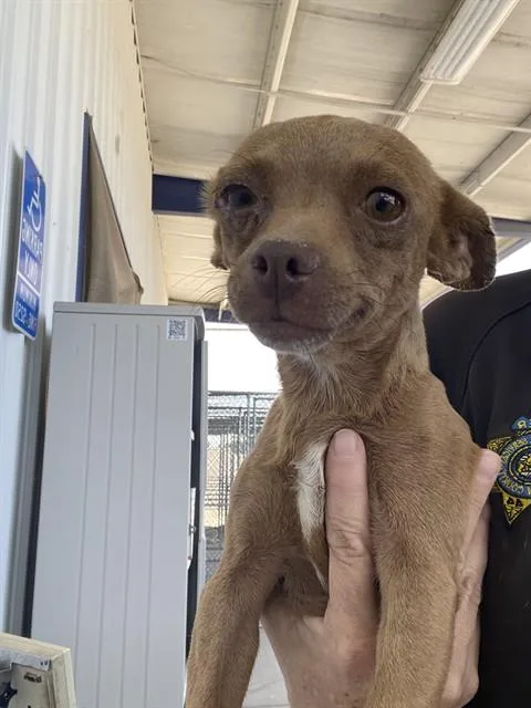 A young small-sized female Chihuahua dog named Jackie for adoption in Bakersfield, CA